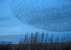 153 Murmurations